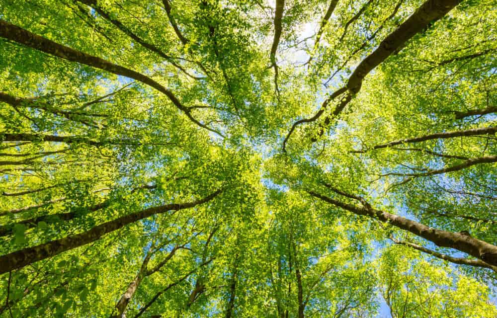 sustainability claims, sustainability
